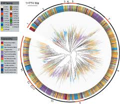 Welcome to inner circle distribution! Figure 2 From Fungal Cytochrome P450 Monooxygenases Their Distribution Structure Functions Family Expansion And Evolutionary Origin Semantic Scholar