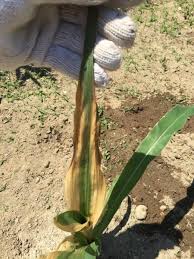 トウモロコシ 苗から の記録 葉っぱが枯れてきてしまいました さとまこさんの日記 By 菜園ナビ