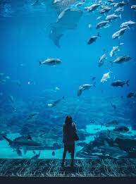 Aquatic Instagram Captions For Photos Of The Aquarium