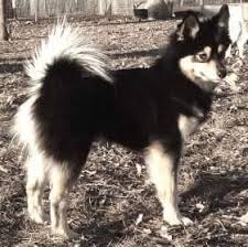 Black And White Pomsky Full Grown Pin On Pomsky