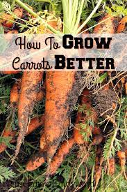 How To Grow Carrots Better Reuse Grow Enjoy Organic Gardening Tips Growing Carrots Growing Organic Tomatoes