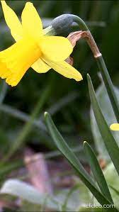 You Did Your Best Cared For Your Daffodils By Providing Them With A Conducive Environment For Them To Bloom And Daffodils Rose Plant Care Daffodil Gardening