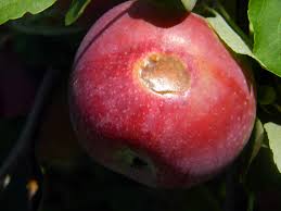 Check spelling or type a new query. Growing Apples In The Home Garden Umn Extension