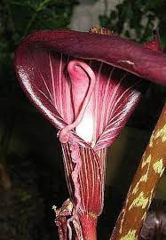 Witness the fantastical blooms of arisaema, the cobra lily, named after the flaring hood of their flowers which resembles a cobra's mantle. Arisaema Speciosum Cobra Lily Seeds