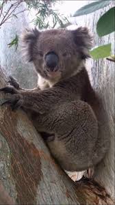 Koala Chokes On Own Mating Call Hilarious Air Tv