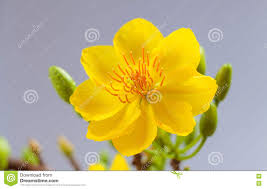 Image result for hoa mai