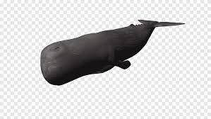 الحيوانات المنوية الحوت الأزرق الحوت 3d رسومات الحاسوب الحوت Marine Mammal 3d Computer Graphics Png