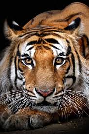 Kucing, sang guru berwarna putih, berekor panjang, nampak gemuk dan menggemaskan. 82 Best Harimau Ideas Haiwan Peliharaan Big Cats Haiwan