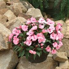 All they need is a little morning sun. Impatiens How To Grow And Care For Impatiens Flowers Garden Design