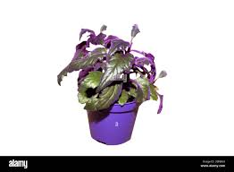 Image result for Gynura scandens