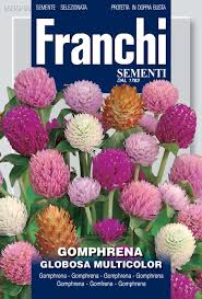 Image result for Gomphrena globosa