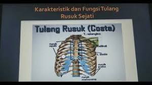 Maybe you would like to learn more about one of these? Biologi Bagian Tulang Rusuk Dan Tulang Dada Youtube