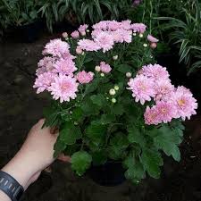 Harga jual tanaman hias satu ini terbilang tinggi. Jual Tanaman Hias Bunga Krisan Pink Di Lapak Kebun Buah Bukalapak