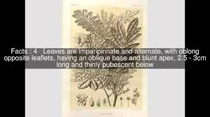 Image result for Cnestis polyphylla