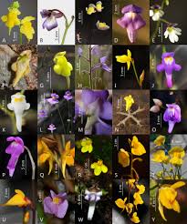 Image result for Genlisea