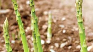 Image result for Asparagus