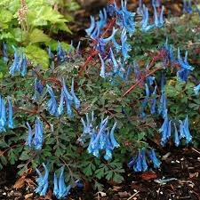 Image result for Corydalis