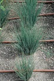 Image result for Juncus exsertus