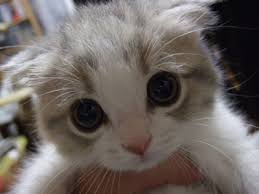 Cirit birit yang terbanyak disebabkan oleh peradangan pada salah satu satu organ pencernaan, terutama usus halus dan usus besar, oleh bakteri alergi terhadap makanan tertentu juga dapat menimbulkan cirit birit. Petua Atasi Kucing Cirit Birit Atau Berak Cair Kongxie Kongsi Artikel Dan Berita Berinformasi Gambar Video Resepi Dan Cerita Lawak