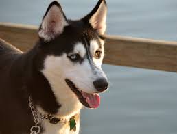 However, one hereditary condition which affects alaskan husky dogs, but not siberians, is alaskan husky encephalopathy (ahe). 10 Things You Didn T Know About The Alaskan Husky