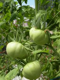 However, go easy on pruning the rest of the plant. Lemon Oxheart Tomato Veggie Garden Tomato Heirloom Tomatoes