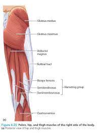 Essentials Of Human Anatomy Physiology Human Anatomy And Physiology Thigh Muscles Human Anatomy