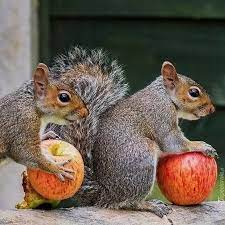 Guess They Got Some Apples For Lunch Cute Cute Animals Animals Beautiful Cute Squirrel