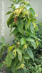 Image result for Cananga