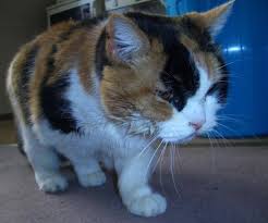 Katze einschläfern und die kosten: Sterbehilfe Bei Katze Einschlafern