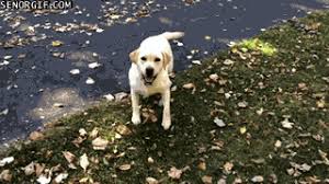 With tenor, maker of gif keyboard, add popular dog jumping in leaves animated gifs to your conversations. Dog Really Likes Jumping Into Leaf Pile Senor Gif Pronounced Gif Or Jif