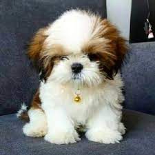 We would love to see one of our puppies become a new member of your family.we are small breeders whose goal is to produce high quality, healthy, adorable teacup and regular size shih tzu puppies. 5 Best Shih Tzu Breeders In North Carolina 2021 We Love Doodles