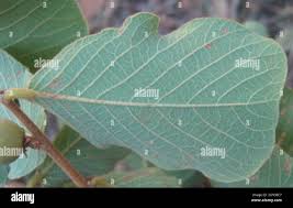 Image result for Bridelia mollis