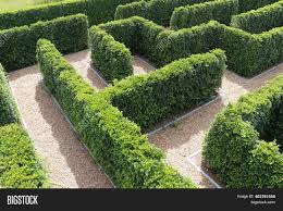 New orleans from the friends of the labyrinth at audubon park website: Green Plant Tree Maze Image Photo Free Trial Bigstock