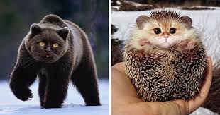 Someone Imagines What Everything Would Look Like If It Had A Cat S Face And The Result Is Funny Yet Disturbing Cats Cat Face Funny Cats