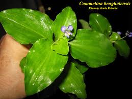 Image result for Commelina