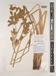 Image result for Cyperus dives