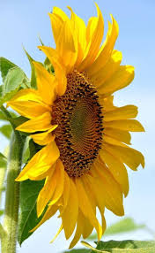Sunflowers Https Www Facebook Com Worldofsunflower Photos A 1873650359548246 1989132827999998 Type Sunflower Pictures Sunflower Photography Sunflower Garden