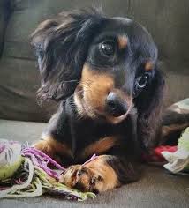 Pin By Debbie Branson On Dogs In 2020 Dachshund Puppies Dog Breeds Dachshund Breed