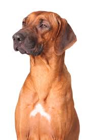 4.5 von 5 sternen (1.830) 1.830 bewertungen. Rhodesian Ridgeback Hundelexikon Barf Fur Hunde