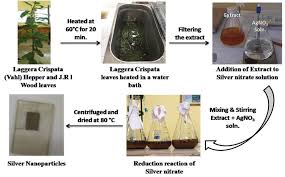 Image result for Laggera crispata