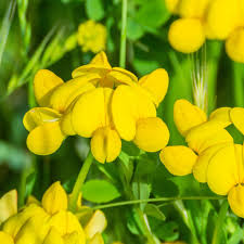 Denn gerade wiesenklee bleibt im gegensatz zu hornklee oft recht niedrig und bildet wahre blütenteppiche. Gewohnlicher Hornklee Lotus Corniculatus Futureplanter