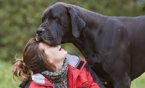 The majestic great dane is known as a. How Much Do Great Danes Cost Pricing Factors Breed Info