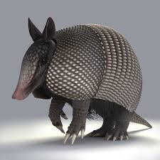 Nine Banded Armadillo 3d Model Armadillo Armadillo Animal Animals