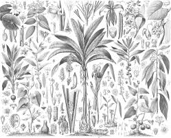 Image result for Lipocarpha nana