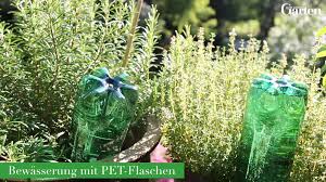 Kubelpflanzen Brauchen Im Sommer Viel Wasser Doch Nicht Immer Ist Man Zu Hause In Unserem Video Zeigen Wir Ihnen In 2020 Flaschenpflanze Pet Flaschen Kubelpflanzen