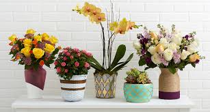 Beautiful flowers in pots images. 5 Ways To Make Flower Pots Pop Proflowers Blog