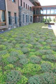 A grass lawn can be either an emerald jewel surrounding your home or it can be a major source of. Lawn Alternatives Minnesota Gardener Magazine Enewsletter Lawn Alternatives Lawn And Landscape Grass Alternative