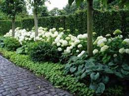 Super Garden Fence Border Plants Ideas Garden Border Plants Driveway Landscaping Privacy Landscaping Backyard