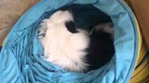 Dog Screams In Sleep Youtube