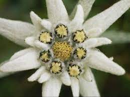 Fireplace Art Edelweiss Flower Alpine Flowers Flowers